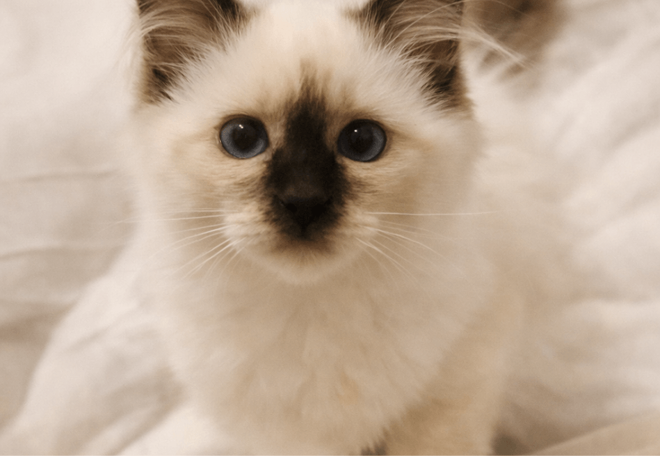 Heilige Birmaan kitten opvoeden