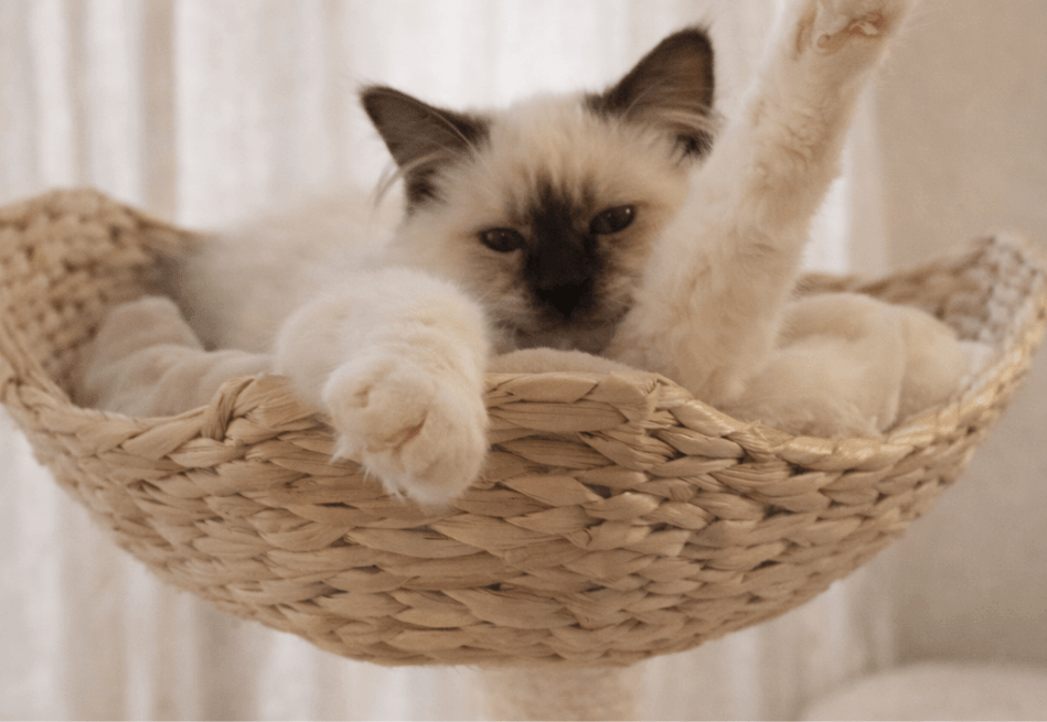 Heilige Birmaan kitten prijs