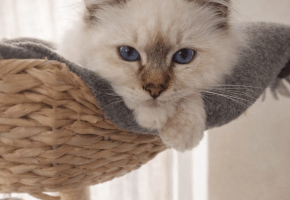 Wanneer mogen kittens verhuizen